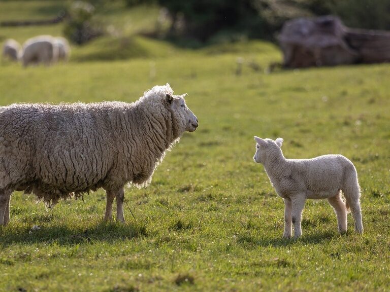 Qualität aus der Region